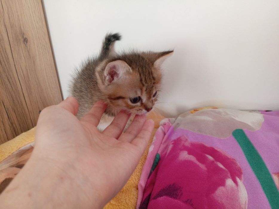 Котята в добрые руки!!!