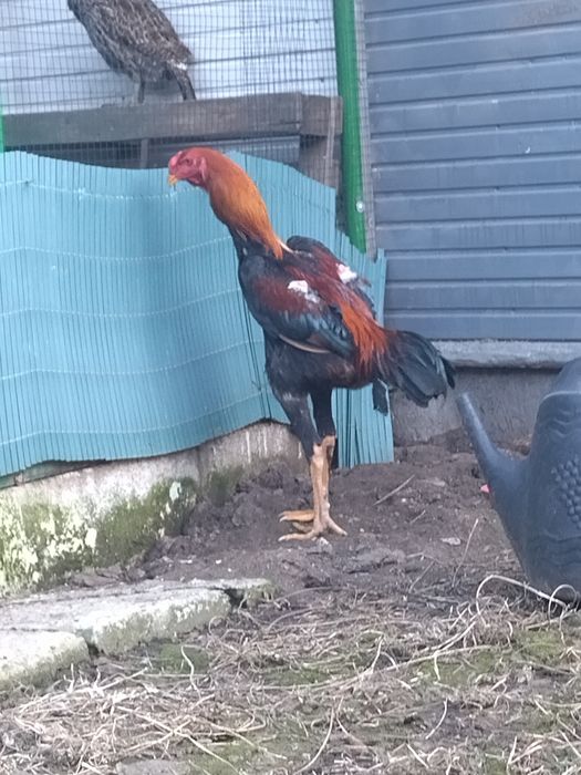 Cocoș combatant Malaezia