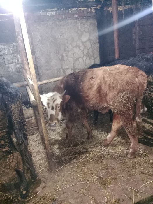 Продам бычки упитанные