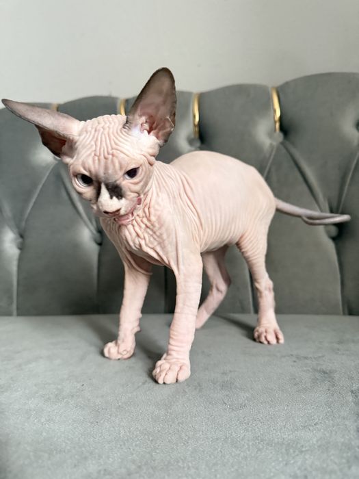 Pui Sphynx Baiat