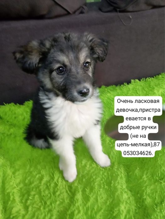 Отдам щенка девочку!!