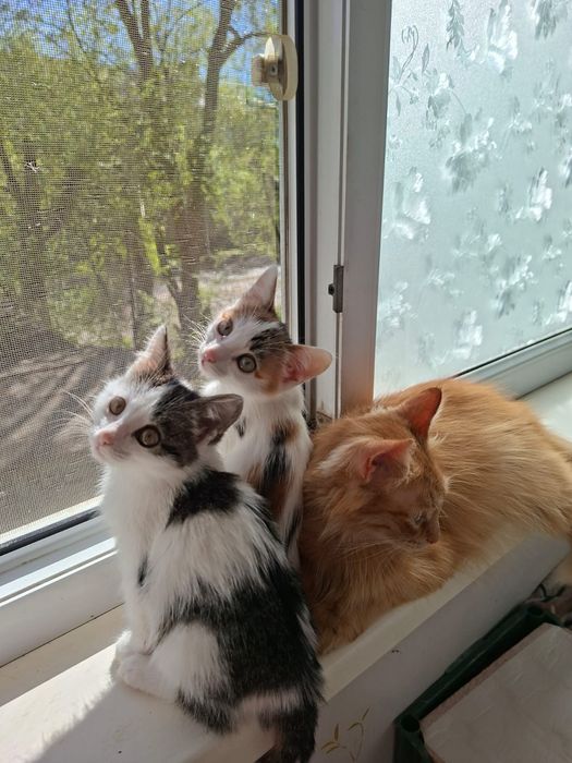 Котята девочки 2,5 месяцев