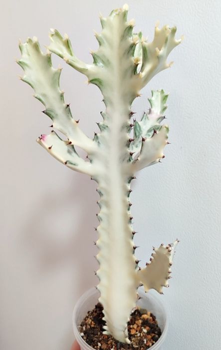 Euphorbia lactea White Ghost