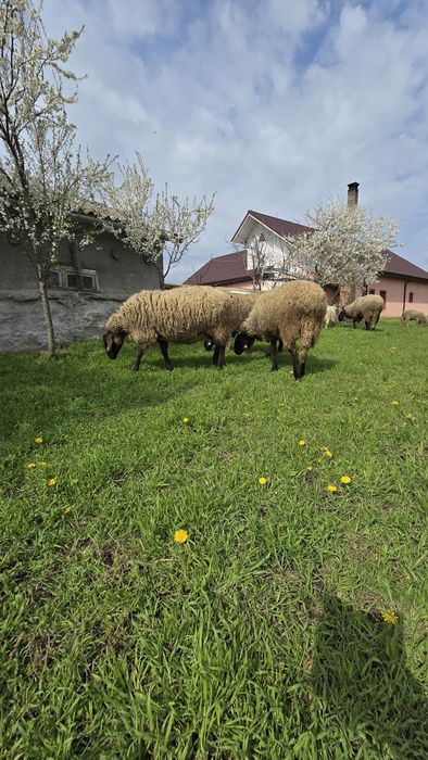 Vând 5 oi și 1 berbec