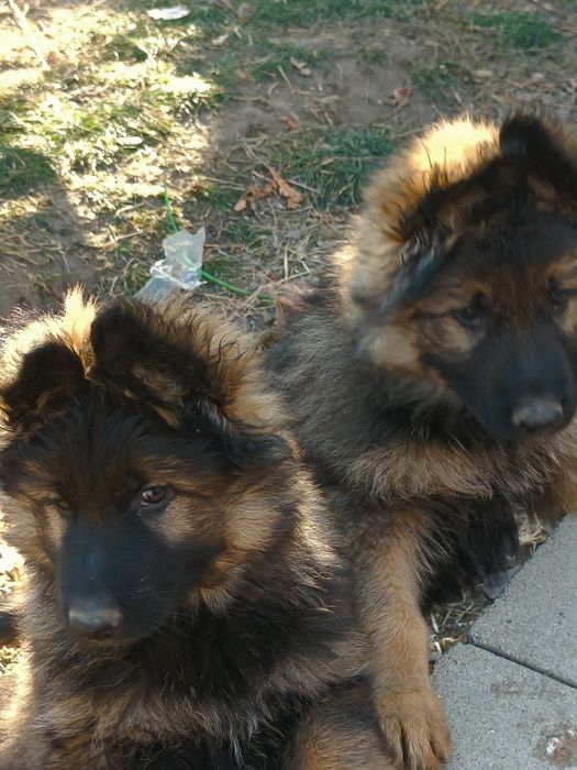 Немецкая овчарка.