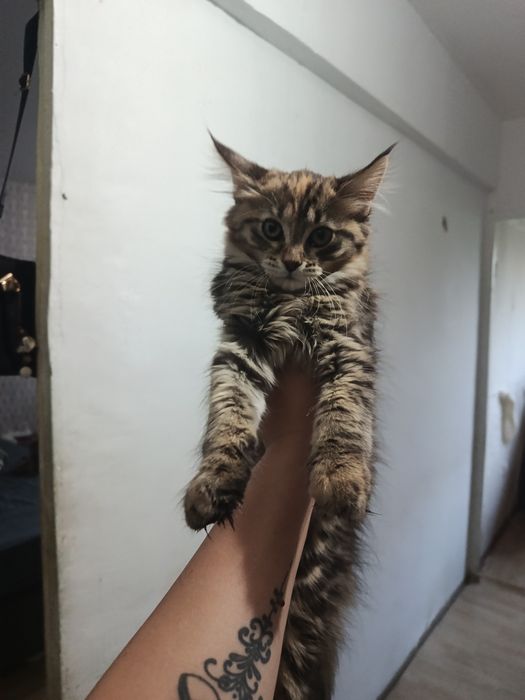 Продам милейших котят