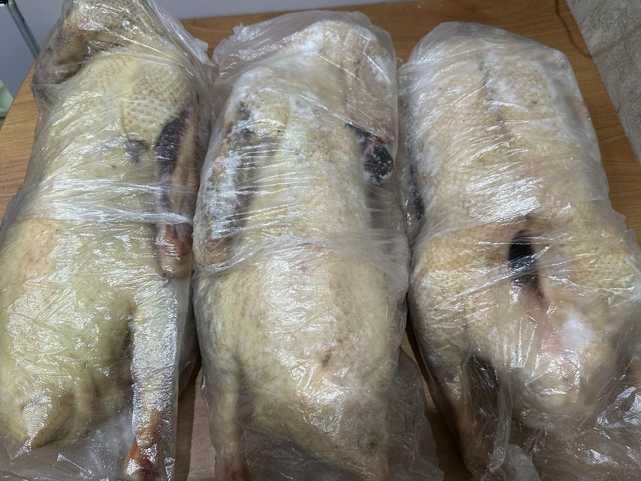 Домашние гуси 2025 года