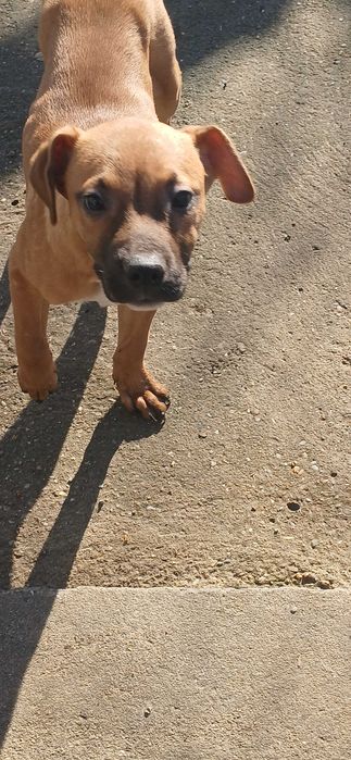 Кученца,смеска между стаф и боксер.