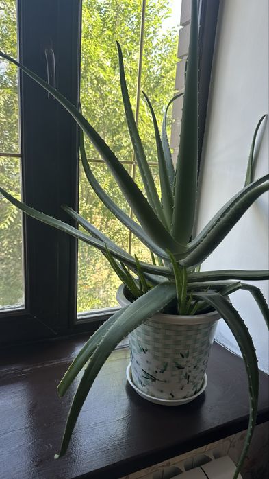 Растение Алоэ в горшке