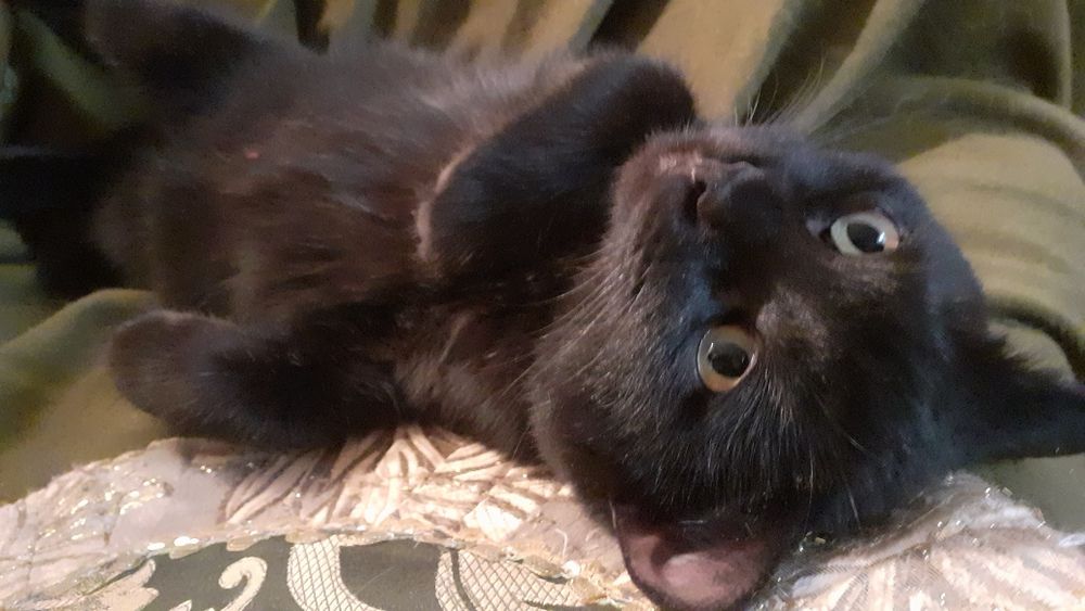 Бесплатно кастрированный котик подросток.