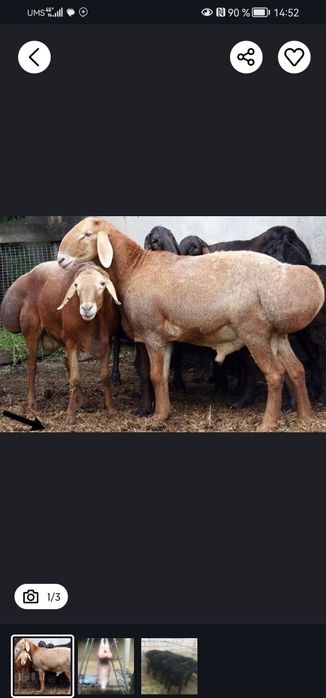 Акика ва курбонлик учун кой