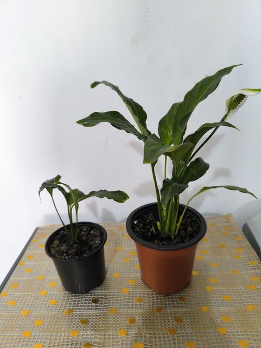 Комнатные красивые цветы.