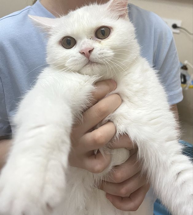 Отдам Котенка скоттиш страйт