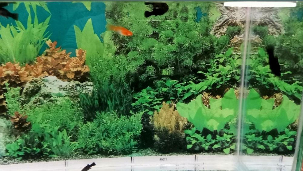 Аквариум балықтарымен