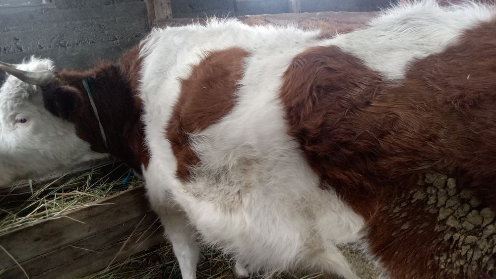 Сиыр! Семіз! Корова