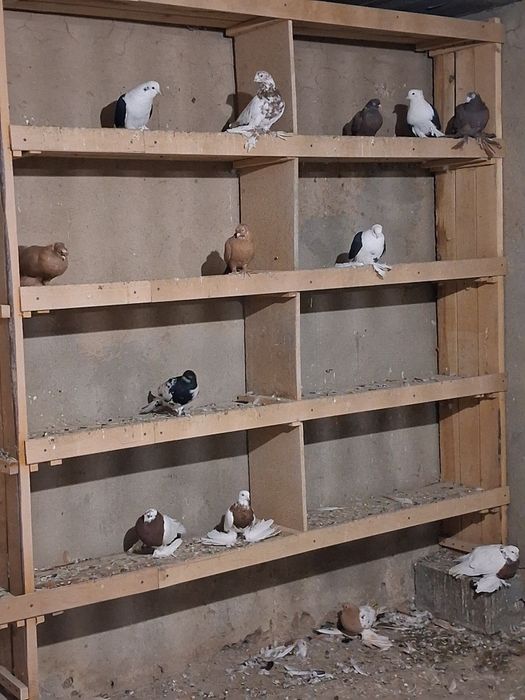 Продаются голуби