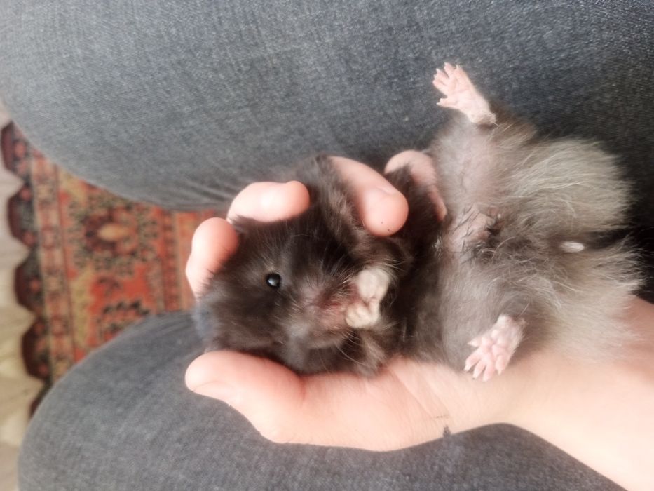 продам сирийскрго  хомяка.