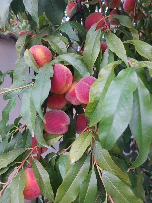 Piersici pentru compot, dulceață, consum