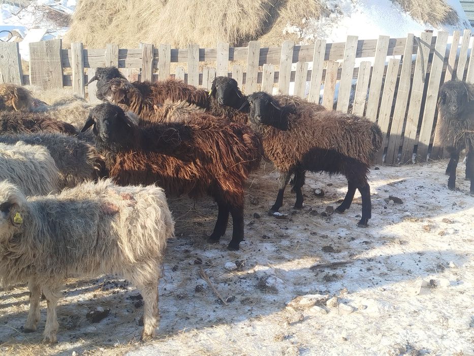 Продам баран на развод, можно на докорм