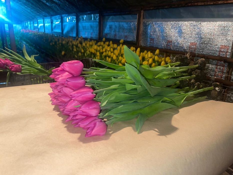 Тюльпаны к 8 марта