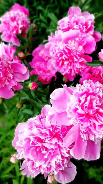 Пион "Кора Стаббс" ("Cora Stabbs") - от 3000 тенге