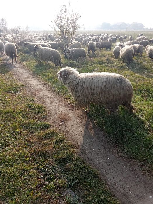 Vând oi țurcane ..….