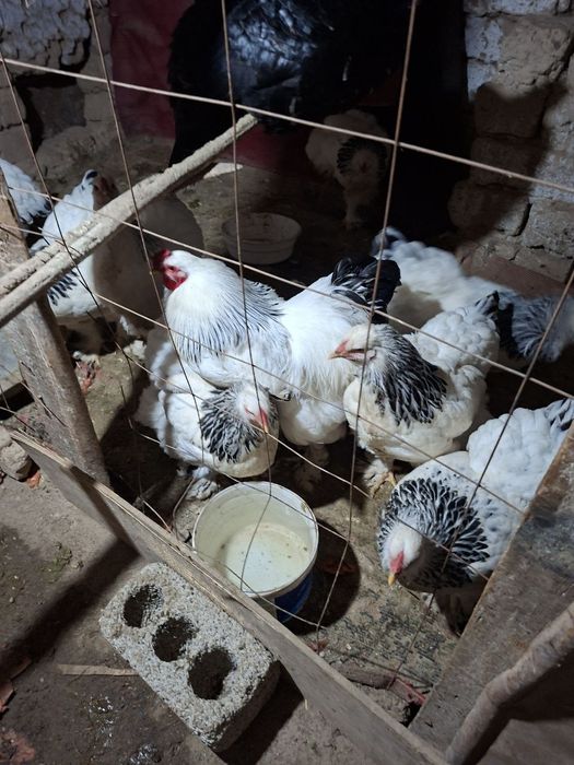 Брама товук хурозлари сотилади