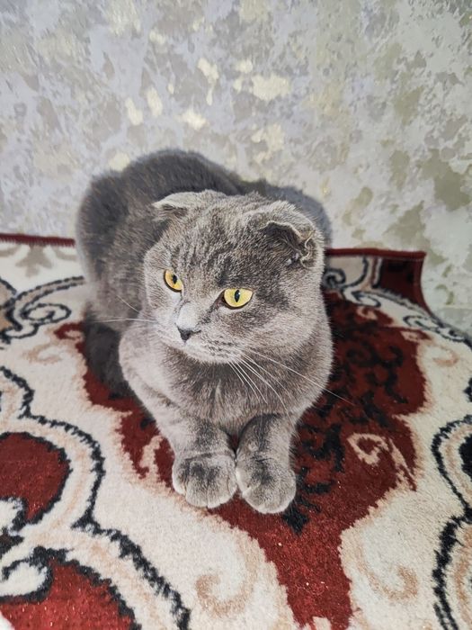 Zotdor mushuk sotiladi