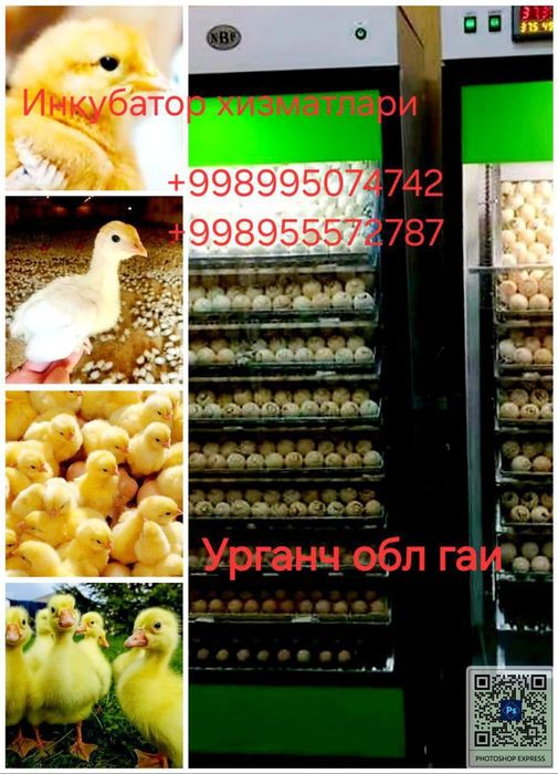 Инкубатор хизматини килиб берамиз