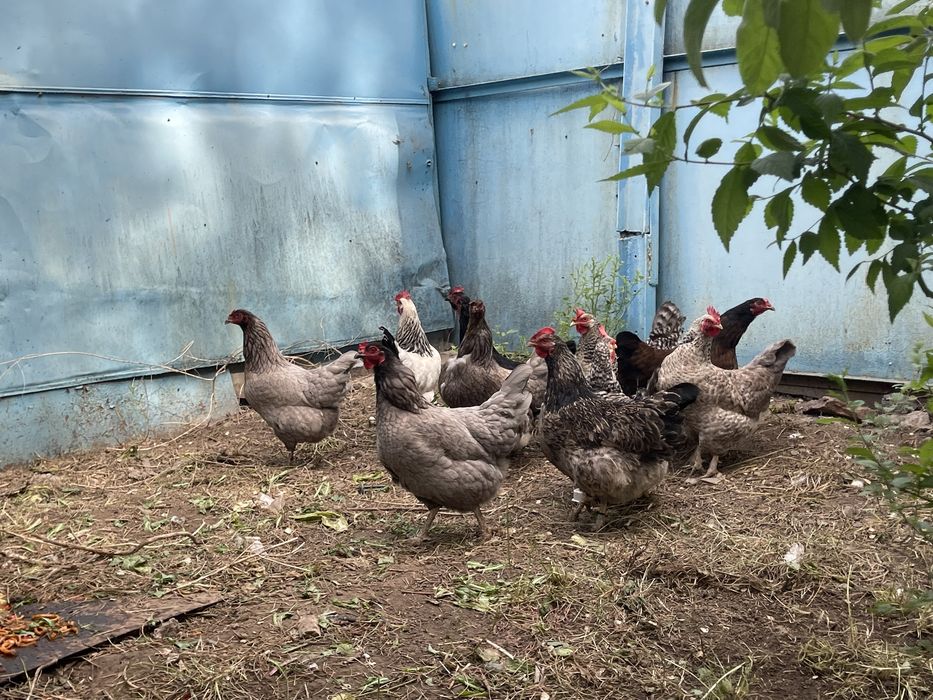 Продам домашних курей