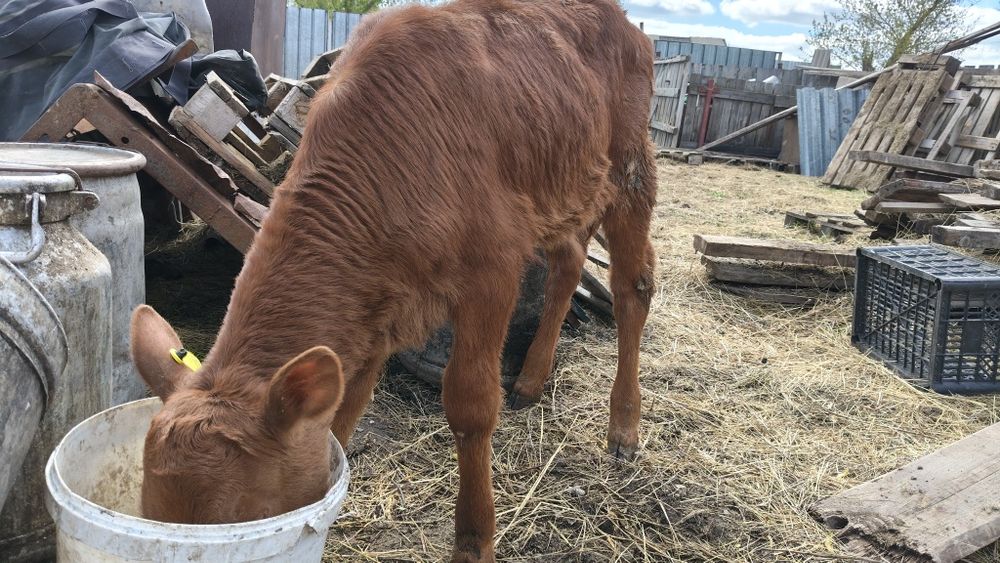 Продам тёлочку, 1 месяц