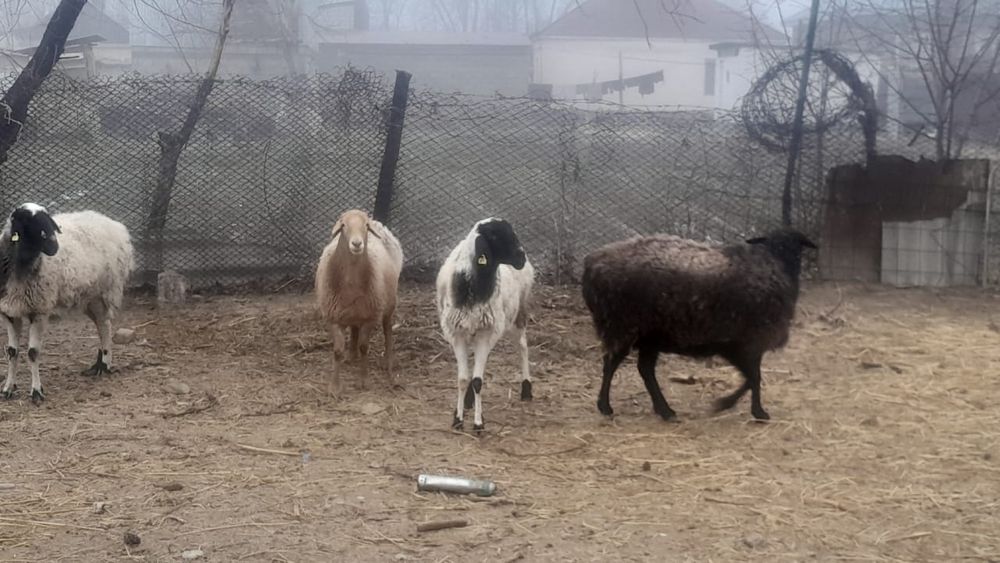 Семіз саулық қойлар сатылады