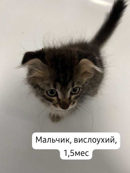 Котята бесплатно⁹