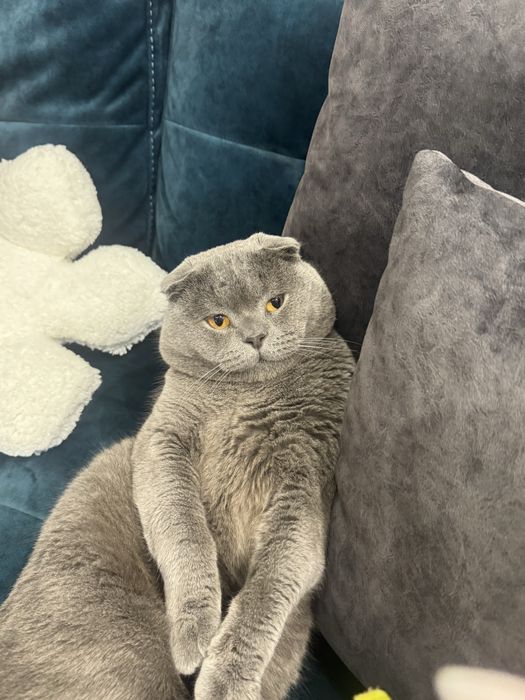 Шотландска клепоуха