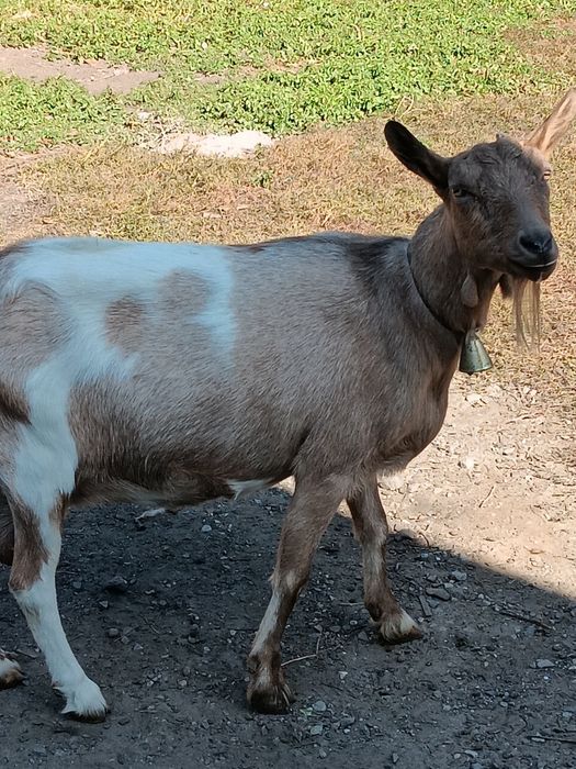 Capre bune de lapte.Schimb cu oi