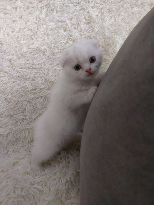 Продам скоттиш фолд девочку и мальчика