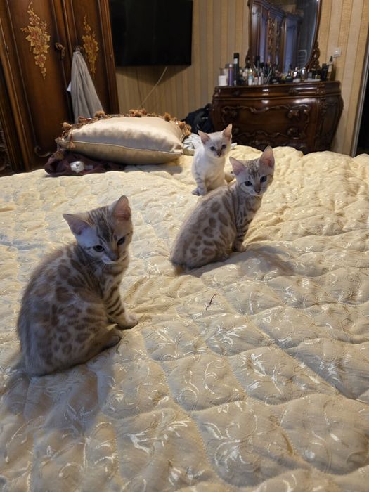 Бенгалски котета