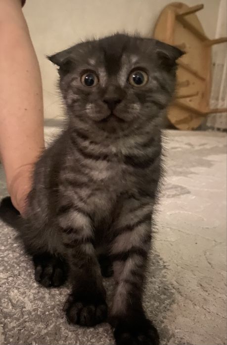Вислоухая котенок