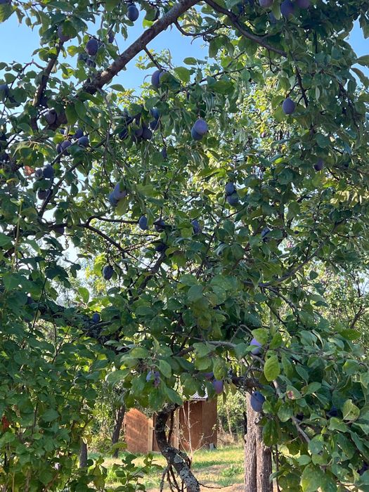 Vand prune pentru gem si țuică