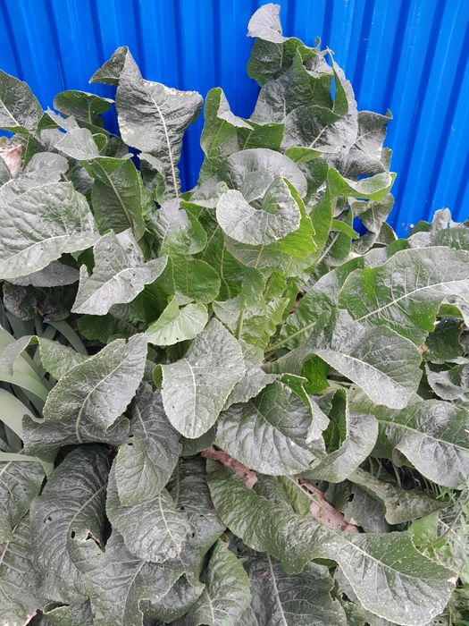 Хрен сатамын.1шт 50тг