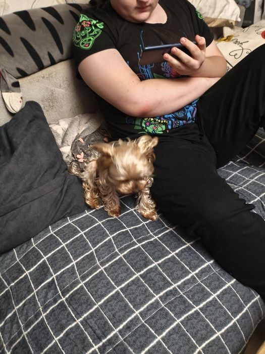 Йорк девочка миник