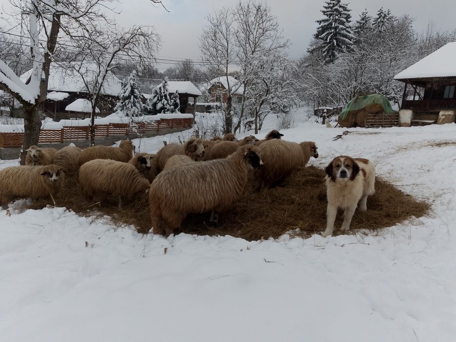 Oi de vânzare  cu miei