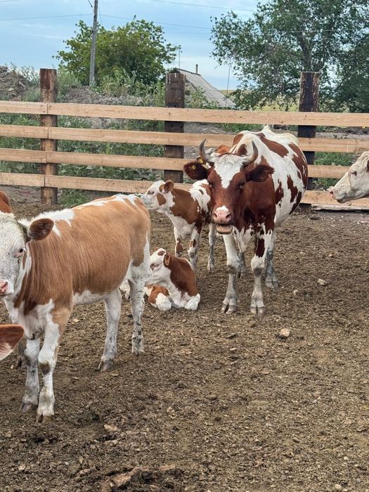 Корова мясной  порода