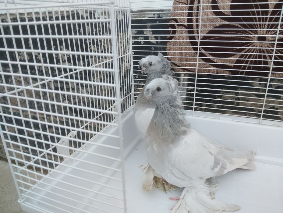 Продаются пепельные