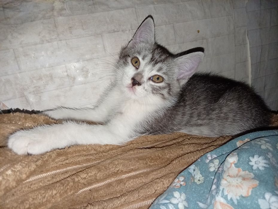 Отдам котят в добрые руки