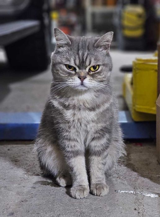 Ищет дом кошечка