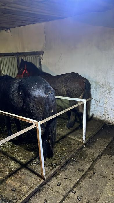 Продам лошадей  таичиков