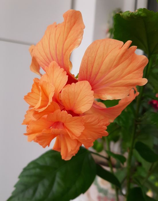 Гибискус.  Укорененные черенки.