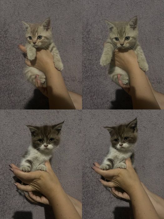 Продаются котята