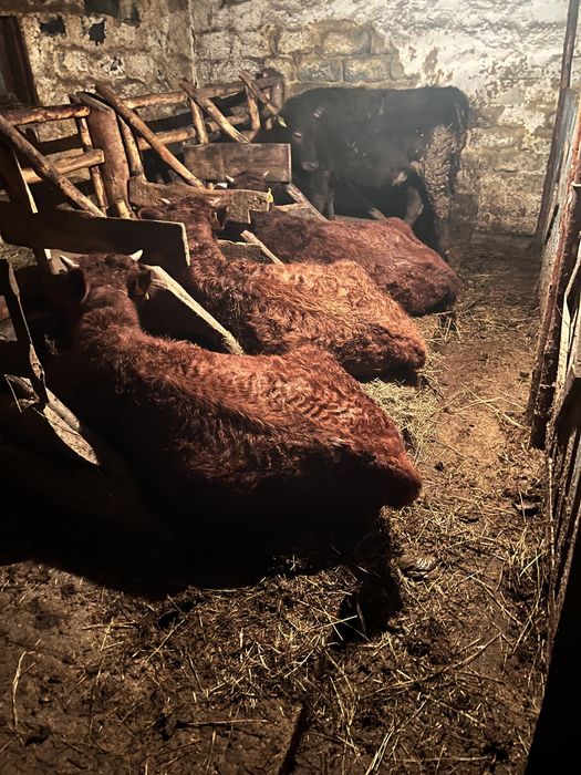 Бычки    И   телки